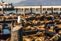 Seagull and Sea lions at Pier 39 San Francisco, California Royalty Free Stock Photo