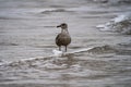 Seagull In The Sea At Low Tide Royalty Free Stock Photo
