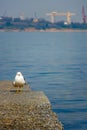 Seagull on the sea port with shipyard background