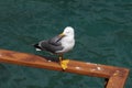 Seagull on the sea,