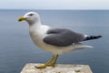 Seagull at sea Royalty Free Stock Photo
