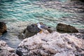 Seagull by the sea in Rabac Croatia Royalty Free Stock Photo