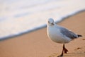 Seagull on sea shore or river bank Royalty Free Stock Photo