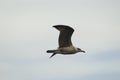 Seagull, sea and sky