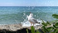 Seagull  at  sea stone under   water wave splash on front palm leaves   blue sky seascape landscape background Royalty Free Stock Photo