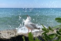 seagull  at  sea stone under   water wave splash on front palm leaves   blue sky seascape landscape background Royalty Free Stock Photo