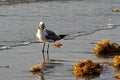Seagull with Sea Turtle in Beak Royalty Free Stock Photo