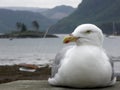 Seagull on a sea wall Royalty Free Stock Photo