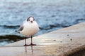 A seagull on a sea wall Royalty Free Stock Photo