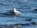 Seagull on sea waves in early spring