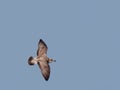 Seagull seabird flying in blue sky. Juvenile European herring gull, Larus argentatus in flight. Royalty Free Stock Photo