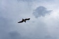 Seagull seabird flying in bright gray sky, wide spreded wings, white clouds. Royalty Free Stock Photo