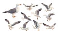 Seagull, seabird, vector flat set. Feathered in different poses, flying, landing, taking off. Albatross in detailed