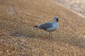 Seagull at the seafront at sunset Royalty Free Stock Photo