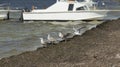 seagull Royalty Free Stock Photo