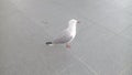 Seagull