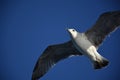 Seagull against blue sky Royalty Free Stock Photo