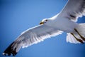 Seagull Royalty Free Stock Photo