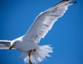 Seagull Royalty Free Stock Photo