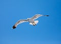 Seagull Royalty Free Stock Photo