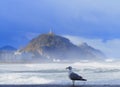 Seagull. Seagull on Zurriola beach, city of Donostia San Sebastian, Basque Country