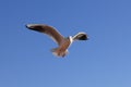 Seagull Royalty Free Stock Photo