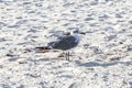 Seagull Seagulls walking beach sand Playa del Carmen Mexico Royalty Free Stock Photo