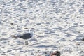Seagull Seagulls walking beach sand Playa del Carmen Mexico Royalty Free Stock Photo