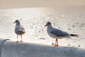 Two Seagulls standing together at sunset Royalty Free Stock Photo