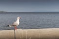 Seagull standing alone looking out to sea Royalty Free Stock Photo