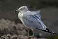 Seagull Royalty Free Stock Photo