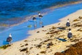 Seagull Seagulls walking on beach sand Playa del Carmen Mexico Royalty Free Stock Photo