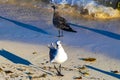 Seagull Seagulls walking on beach sand Playa del Carmen Mexico Royalty Free Stock Photo