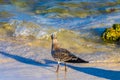 Seagull Seagulls walking on beach sand Playa del Carmen Mexico Royalty Free Stock Photo
