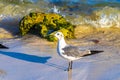 Seagull Seagulls walking on beach sand Playa del Carmen Mexico Royalty Free Stock Photo