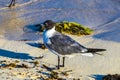 Seagull Seagulls walking on beach sand Playa del Carmen Mexico Royalty Free Stock Photo