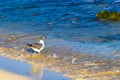 Seagull Seagulls walking on beach sand Playa del Carmen Mexico Royalty Free Stock Photo