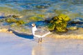 Seagull Seagulls walking on beach sand Playa del Carmen Mexico Royalty Free Stock Photo