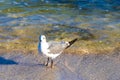 Seagull Seagulls walking on beach sand Playa del Carmen Mexico Royalty Free Stock Photo