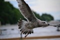 Seagull searching lake looking for food. Royalty Free Stock Photo