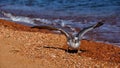Seagull on the seashore Royalty Free Stock Photo