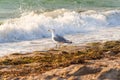 A seagull on the seashore, the foam of the wave reaches its paws