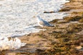 A seagull on the seashore, the foam of the wave reaches its paws