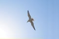 Seagull on the seashore, resort promenade, sun glare on the water.