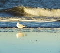 seagull at the seashore