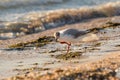 A seagull on the seashore stands on one paw Royalty Free Stock Photo