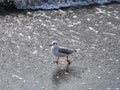 Seagull at the seaside looking food