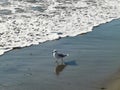 Seagull at the seaside looking food Royalty Free Stock Photo