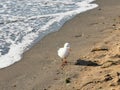 Seagull at the seaside looking food