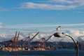 Seagull in Seattle
